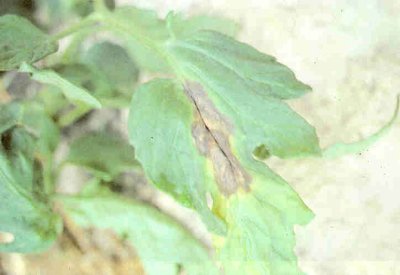 Domateste erken yaprak yanıklığı belirtisi.